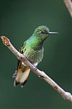 Buff-tailed Coronet